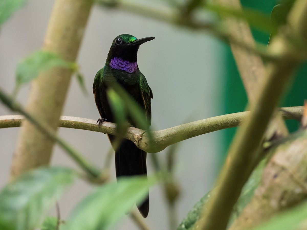 Black-throated Brilliant - Sara Stokes