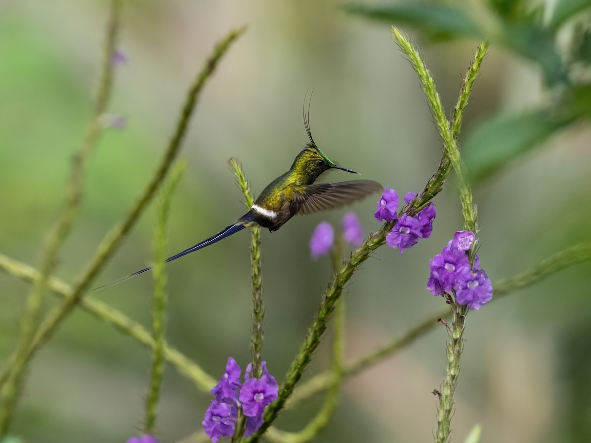 Wire-crested Thorntail - Sara Stokes