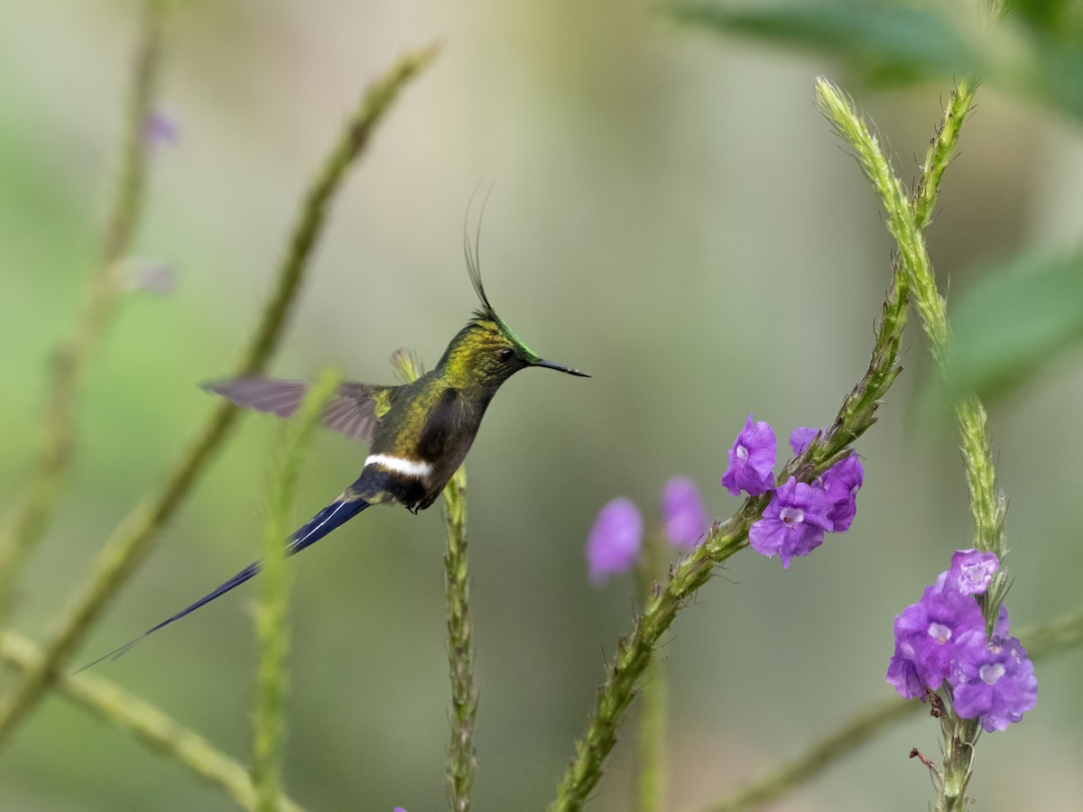 Wire-crested Thorntail - Sara Stokes
