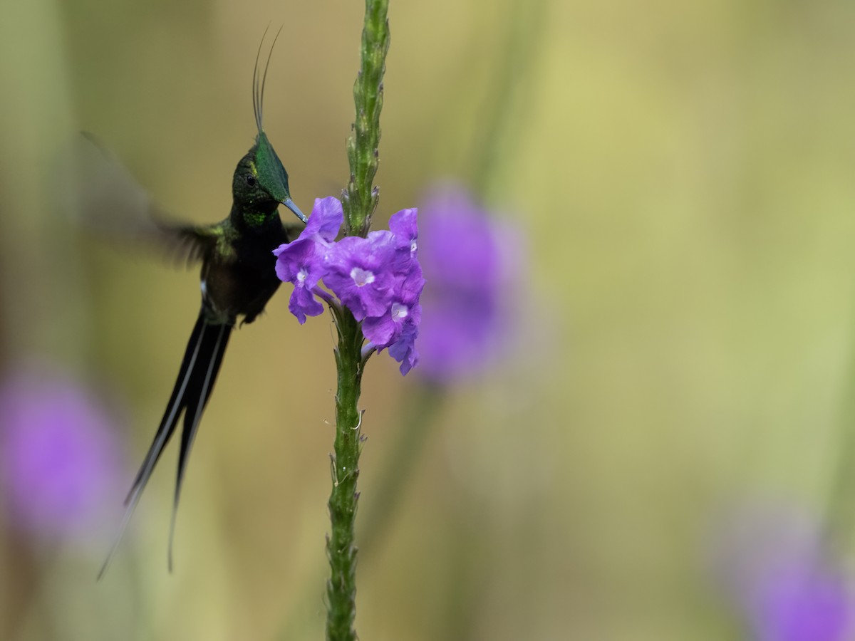 Wire-crested Thorntail - ML591692621