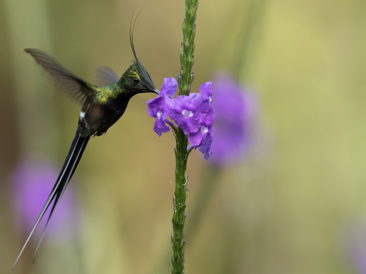 kolibřík ostrochocholatý - ML591692661