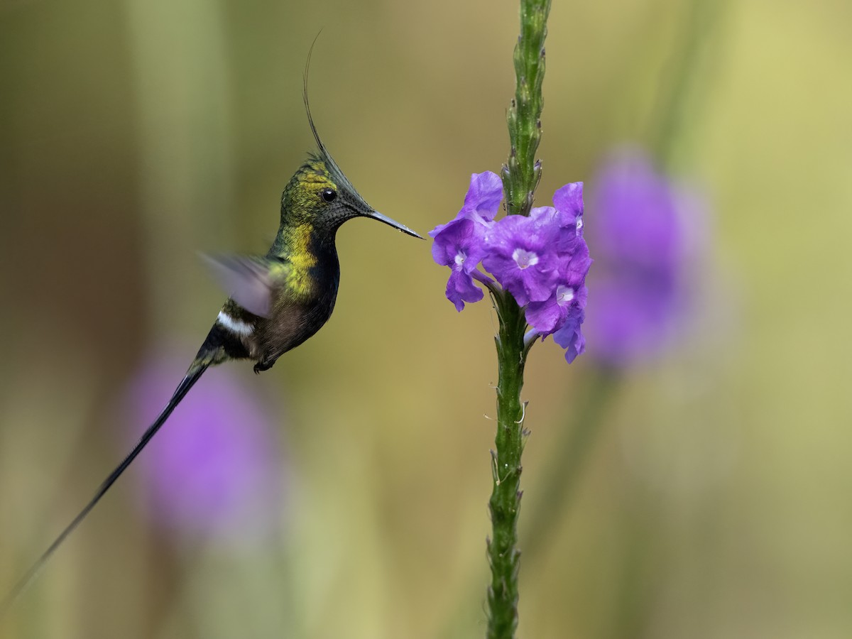 kolibřík ostrochocholatý - ML591692701