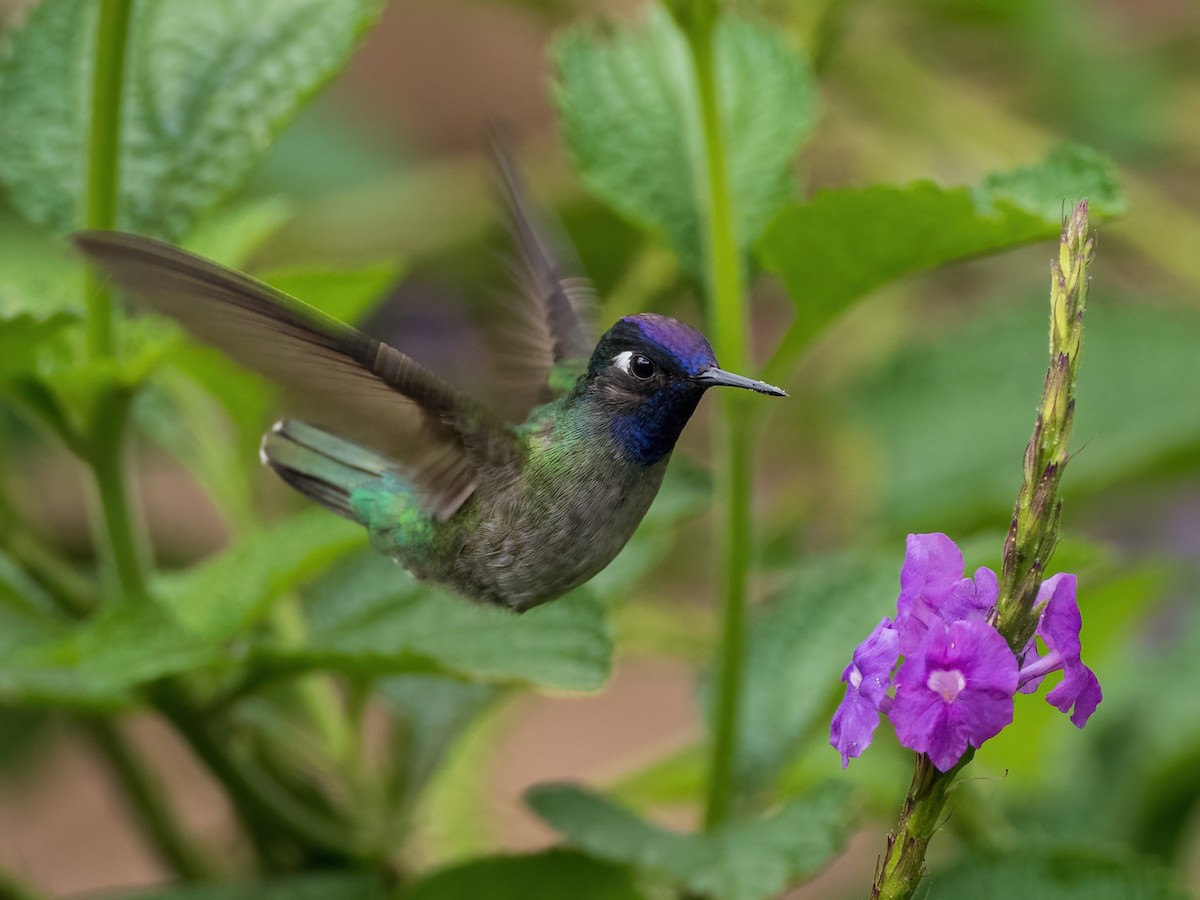 Colibri à tête violette - ML591692931