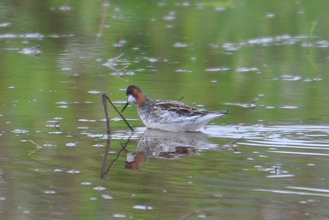 Red-necked Phalarope - Michael Schall