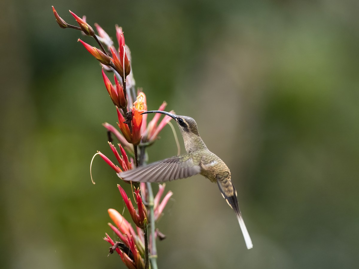 kolibřík dlouhozobý - ML591693141