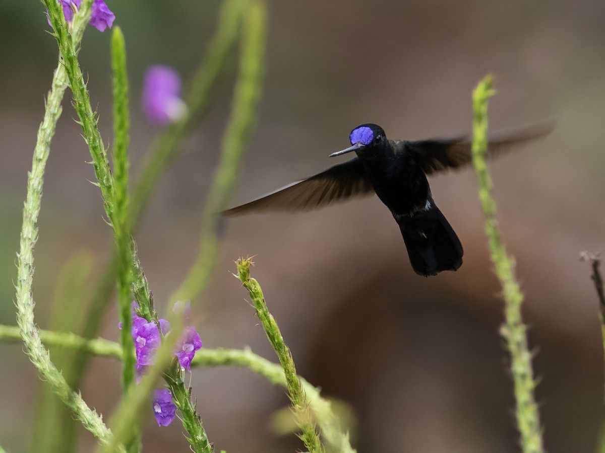 Blue-fronted Lancebill - Sara Stokes