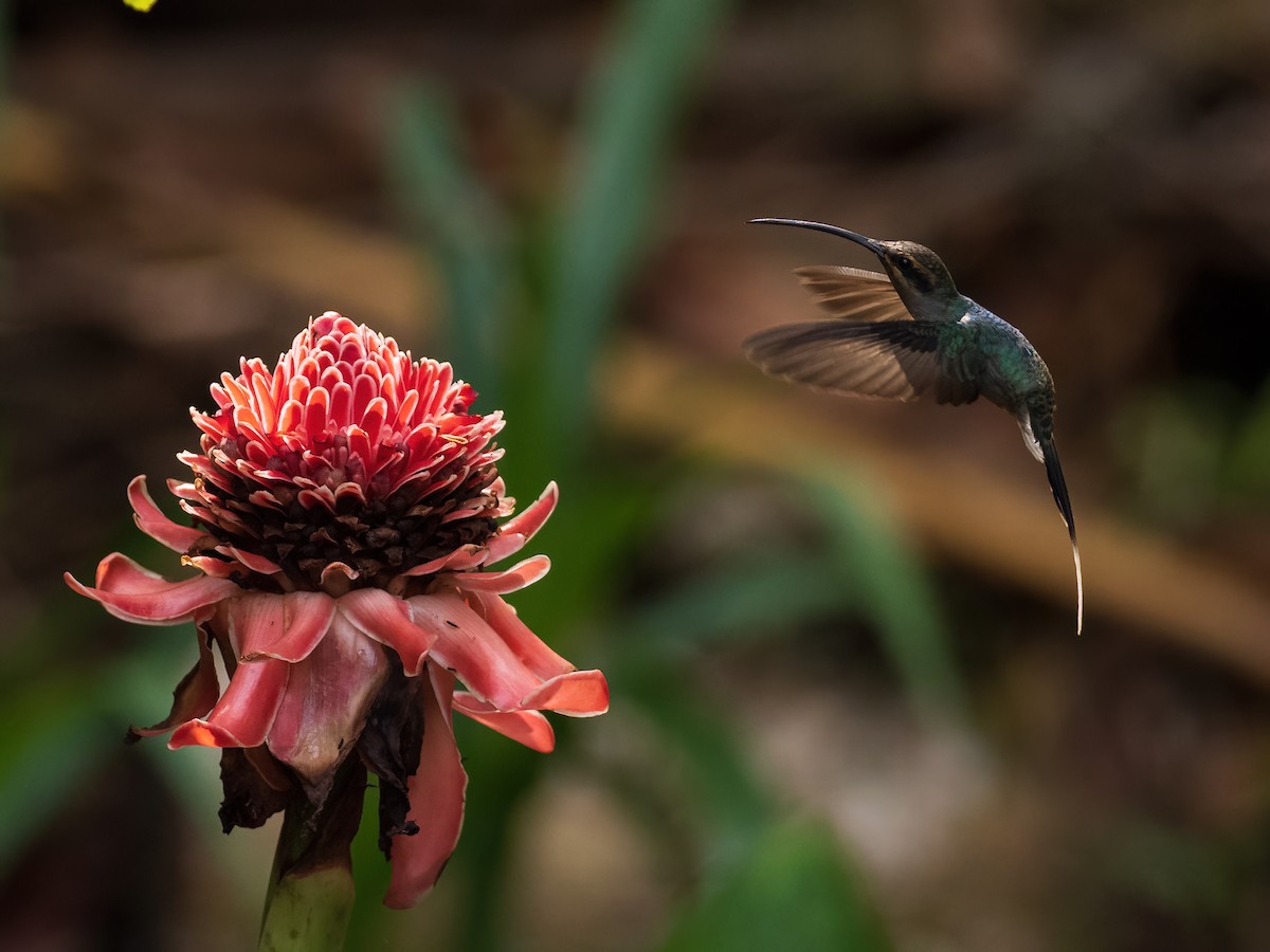 Grünschattenkolibri - ML591693231