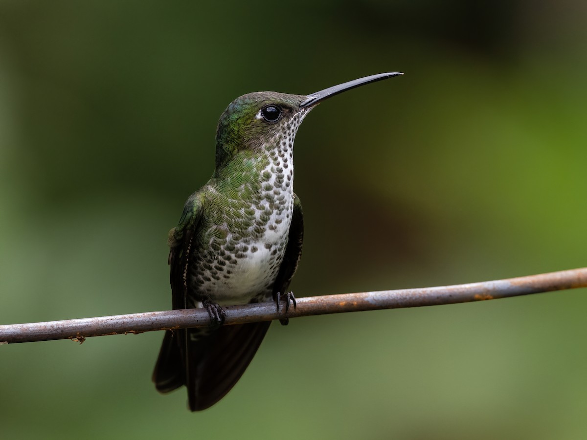 Many-spotted Hummingbird - Sara Stokes