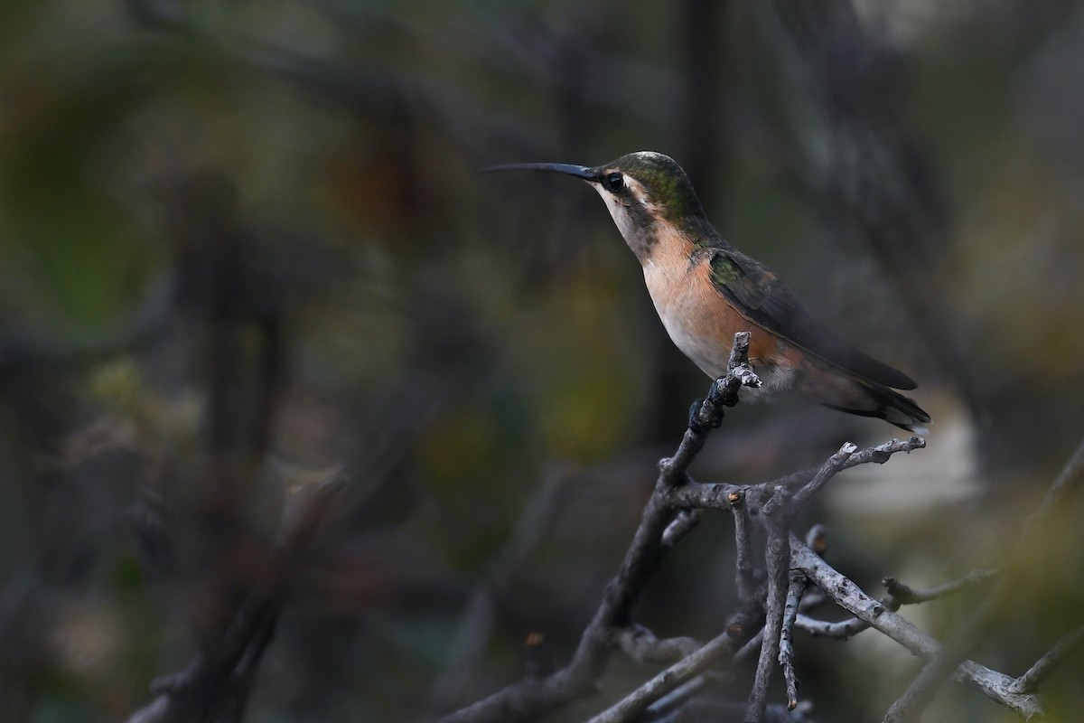 Luzifersternkolibri - ML591693691