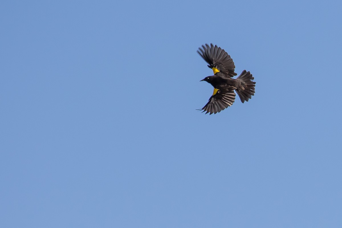 Yellow-winged Blackbird - ML591693991