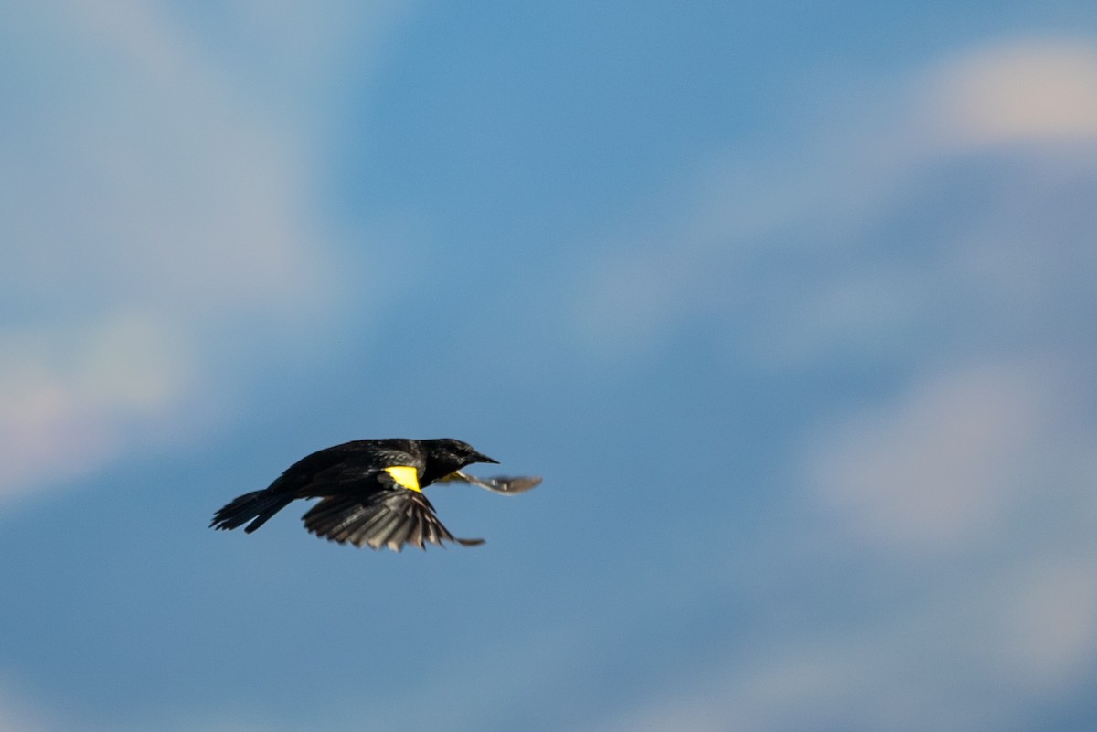 Yellow-winged Blackbird - ML591694001