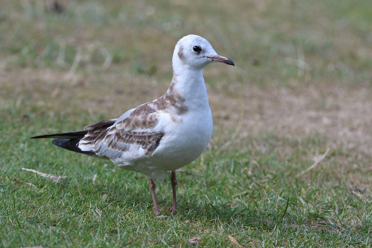 Black-headed Gull - ML591694081