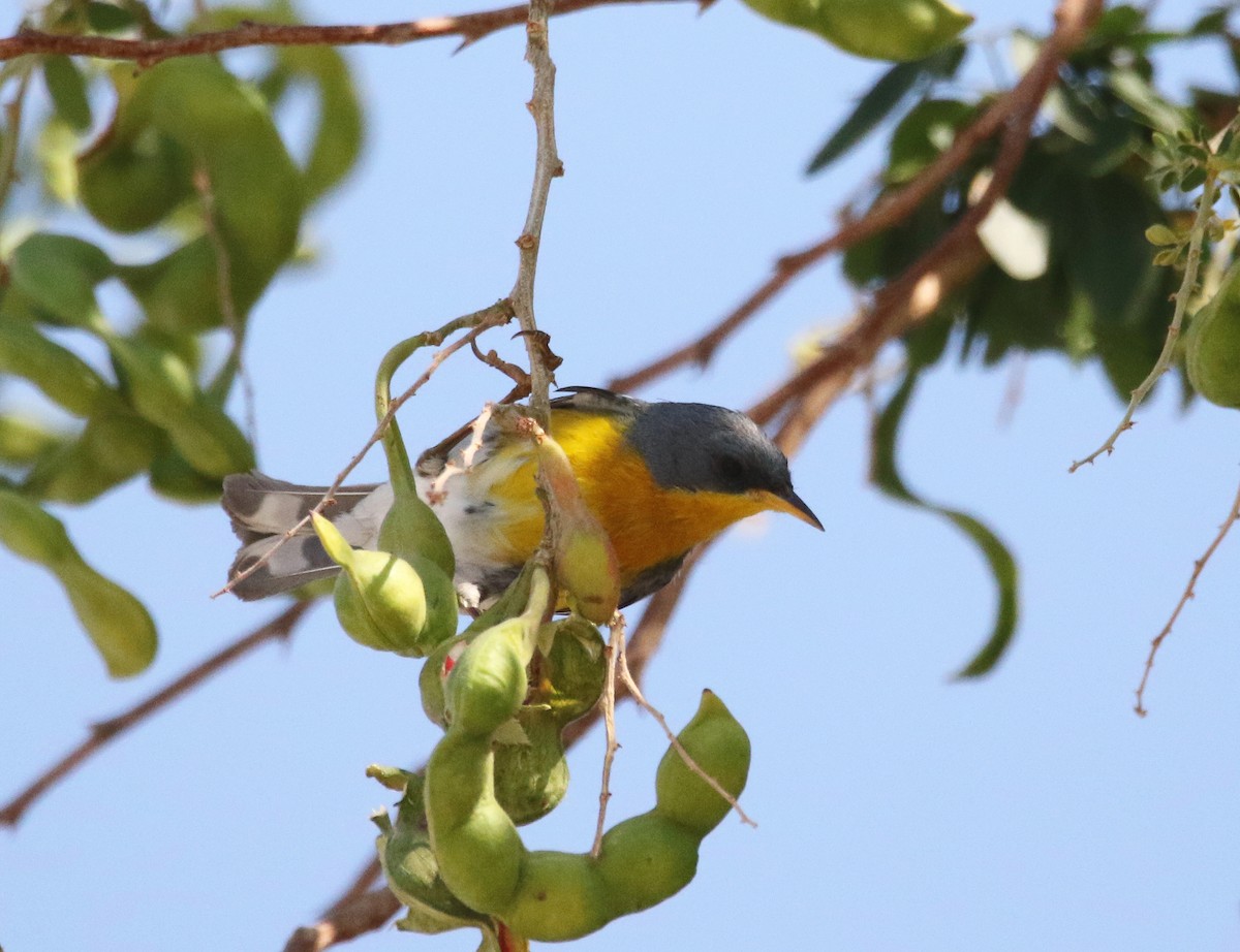 ミナミアサギアメリカムシクイ（insularis） - ML591694161