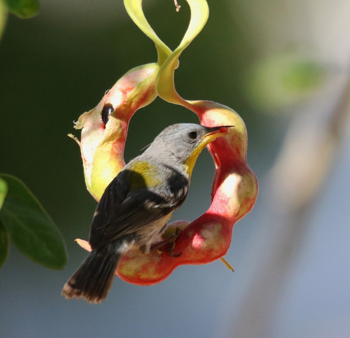 ミナミアサギアメリカムシクイ（insularis） - ML591694181