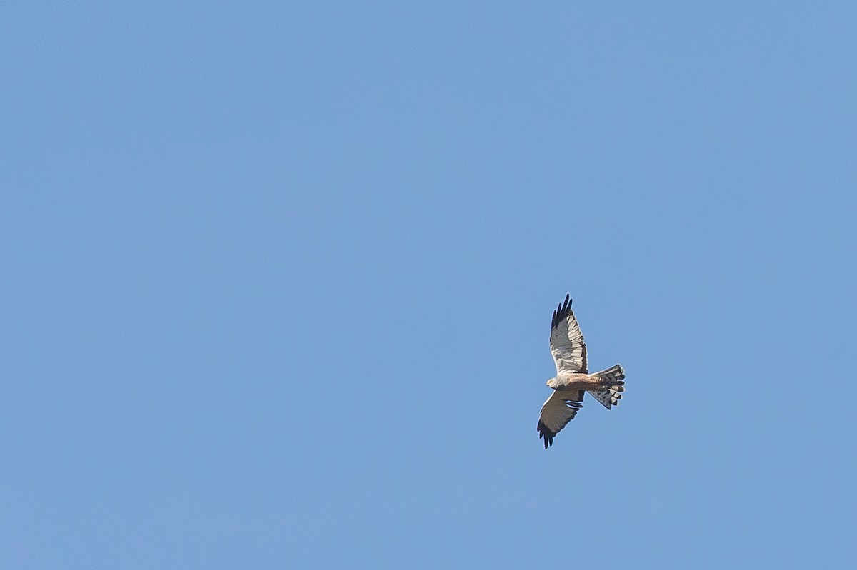 Cinereous Harrier - ML591694431