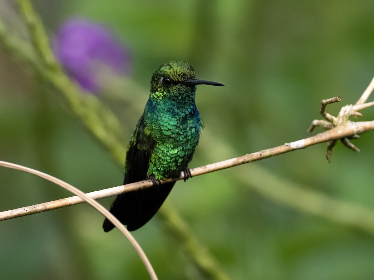 kolibřík modroocasý - ML591694911