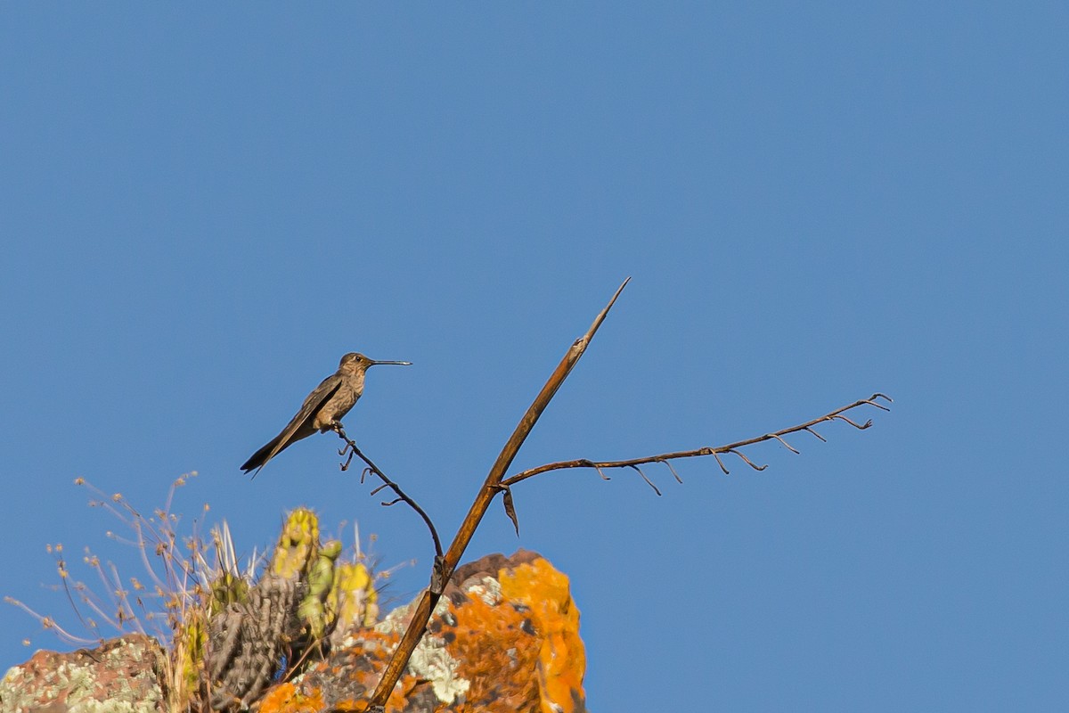 Giant Hummingbird - Anonymous