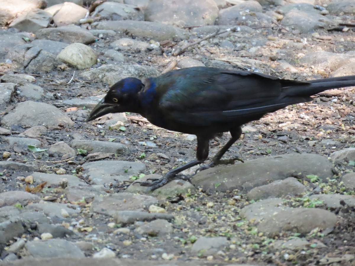 Common Grackle - ML591694971