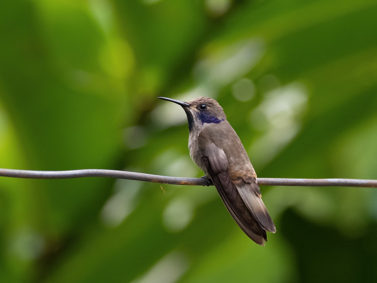 kolibřík fialovouchý - ML591694981