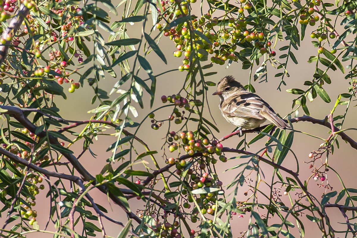 White-crested Elaenia - ML591695991