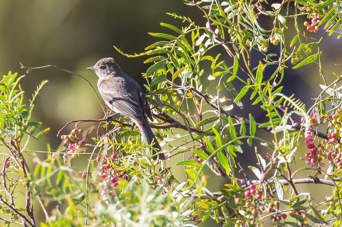 White-crested Elaenia - ML591696001