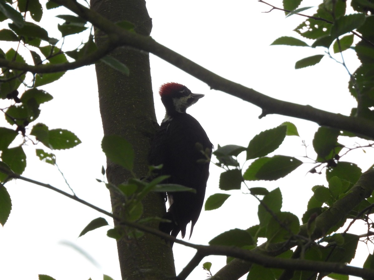 Pileated Woodpecker - Natalie Niblack