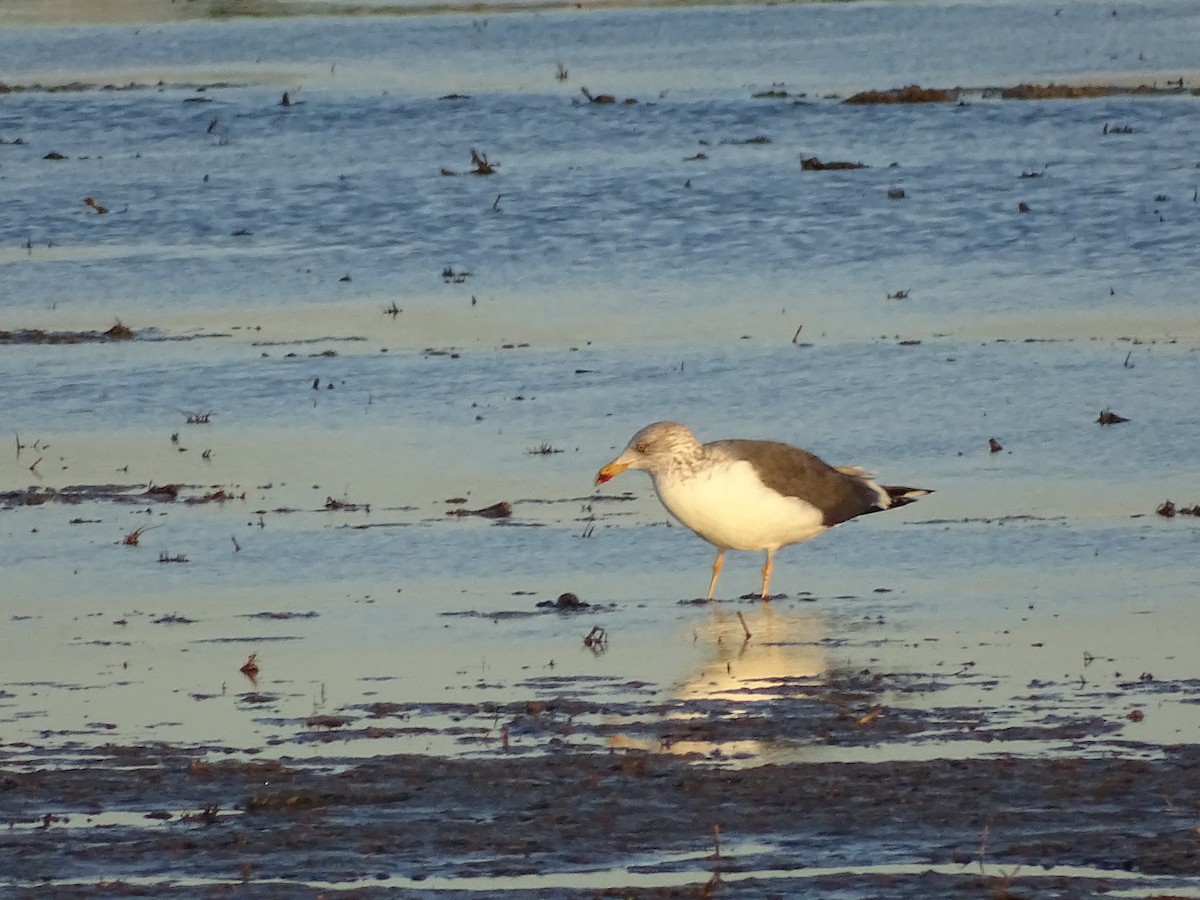 Lesser Black-backed Gull - ML591697261