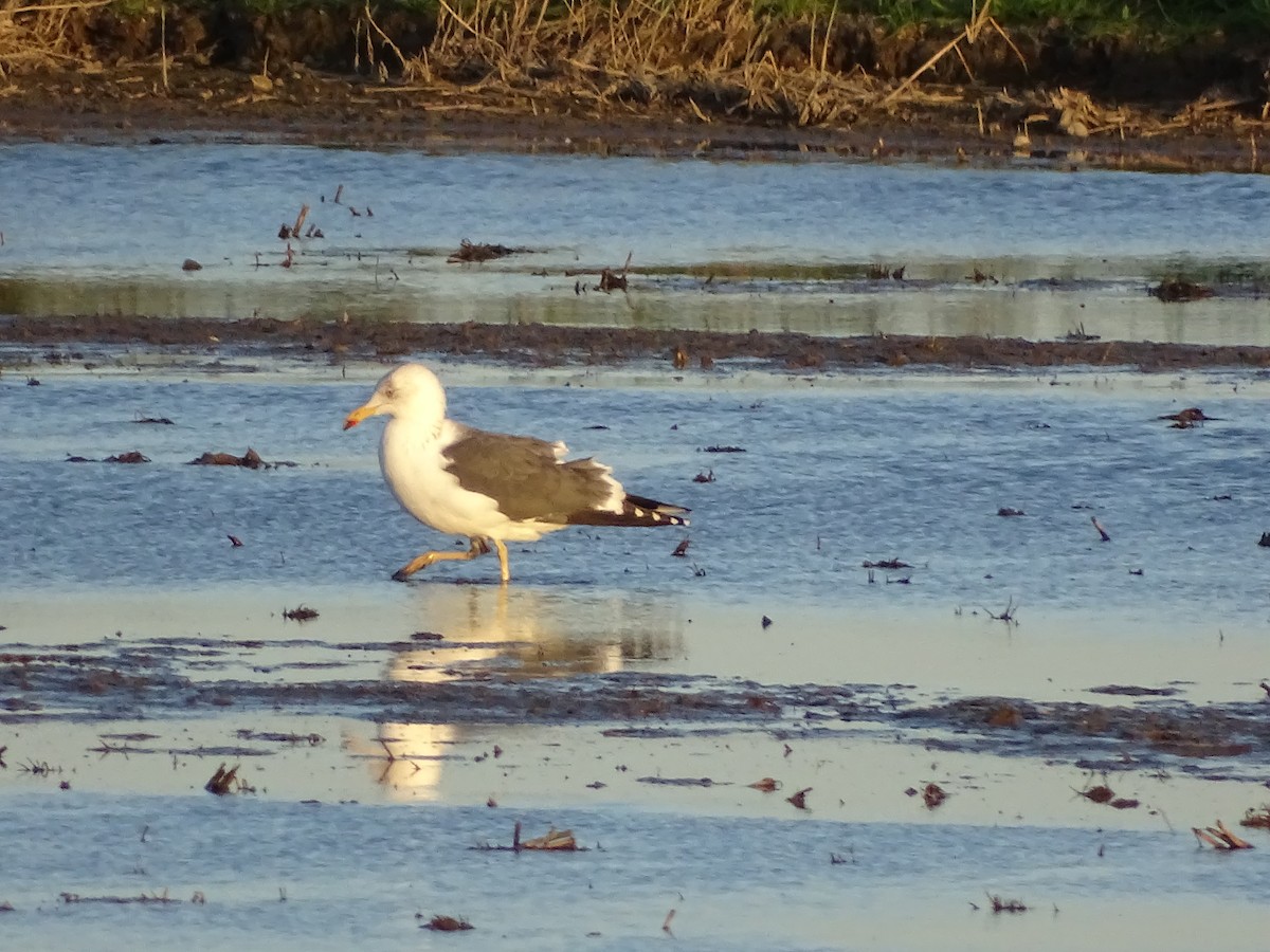 Lesser Black-backed Gull - Hector Marti