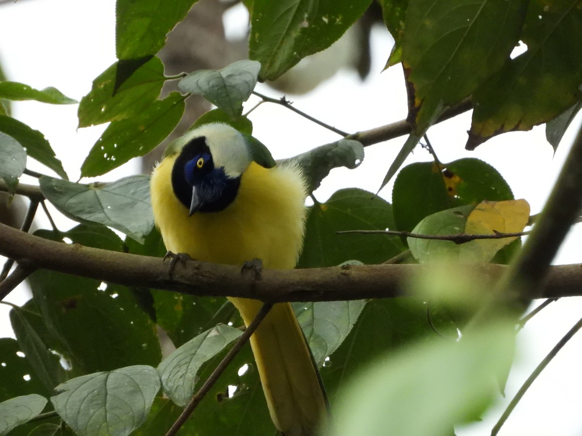 Green Jay - ML591698501