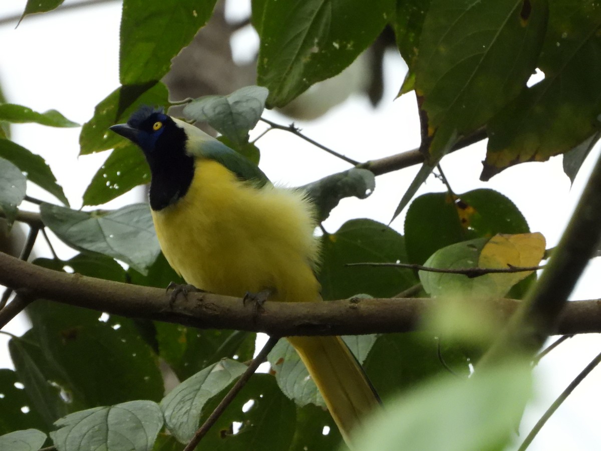 Green Jay - ML591698511