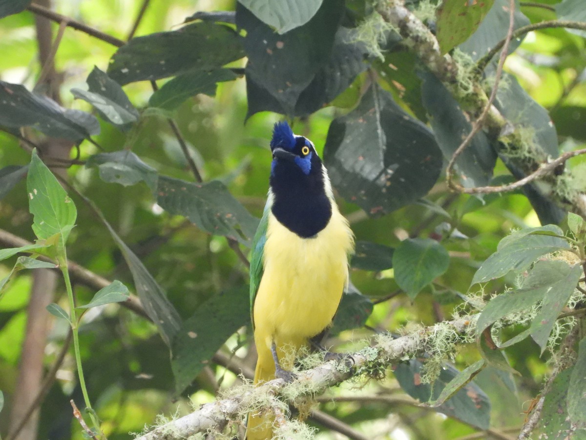 Green Jay - ML591698531