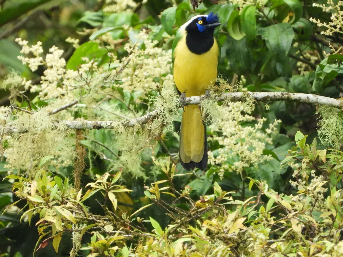 Green Jay - ML591698541