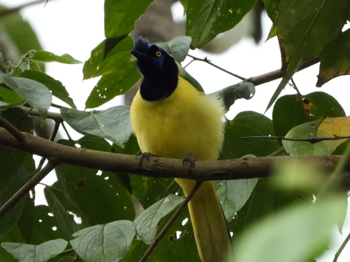 Green Jay - ML591698551