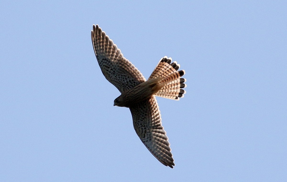 Eurasian Kestrel - Miguel García