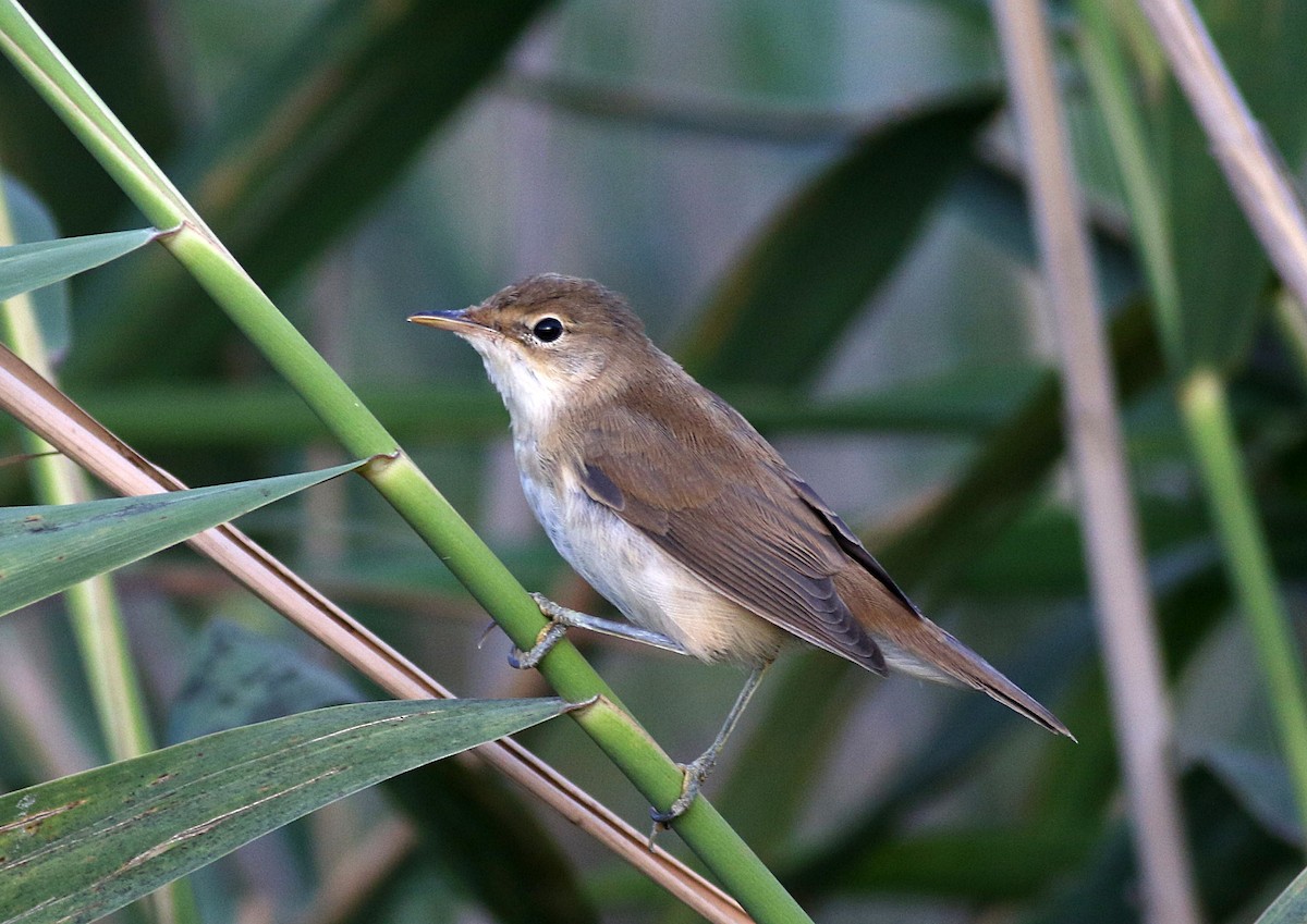 Common Reed Warbler - ML591699841