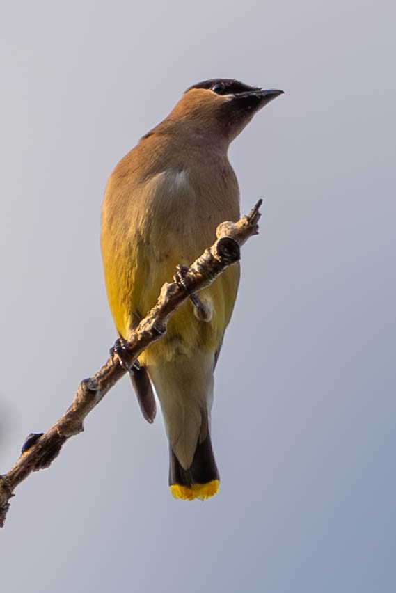 Cedar Waxwing - ML591700141