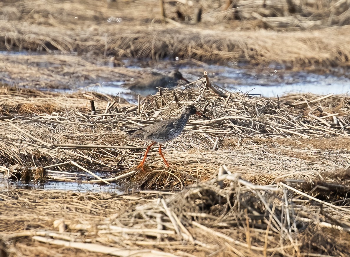 Common Redshank - ML591700201