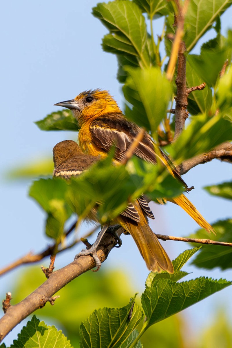 Oriole de Baltimore - ML591700261