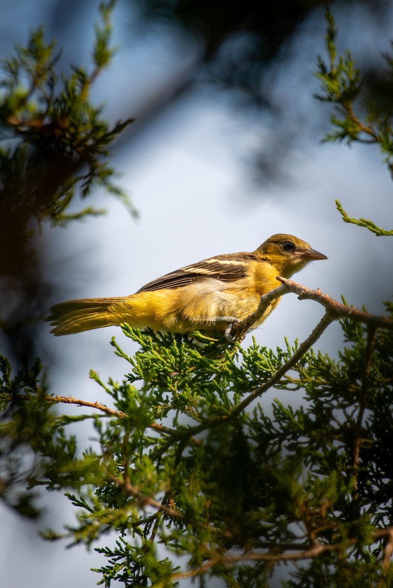 Oriole de Baltimore - ML591700271