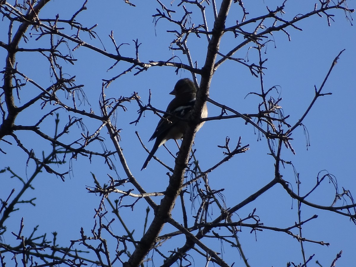 Common Chaffinch - ML591700301