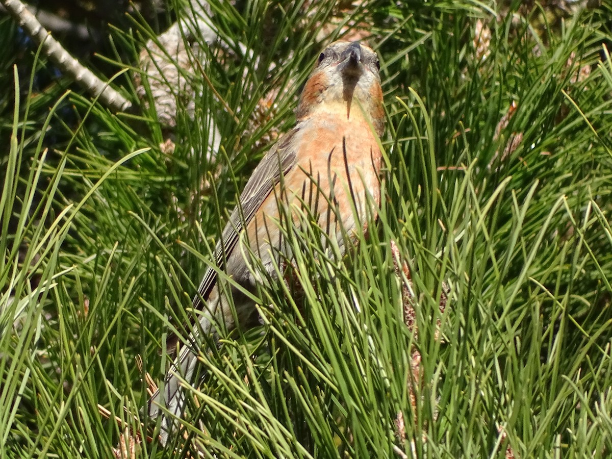 Red Crossbill - ML591700351