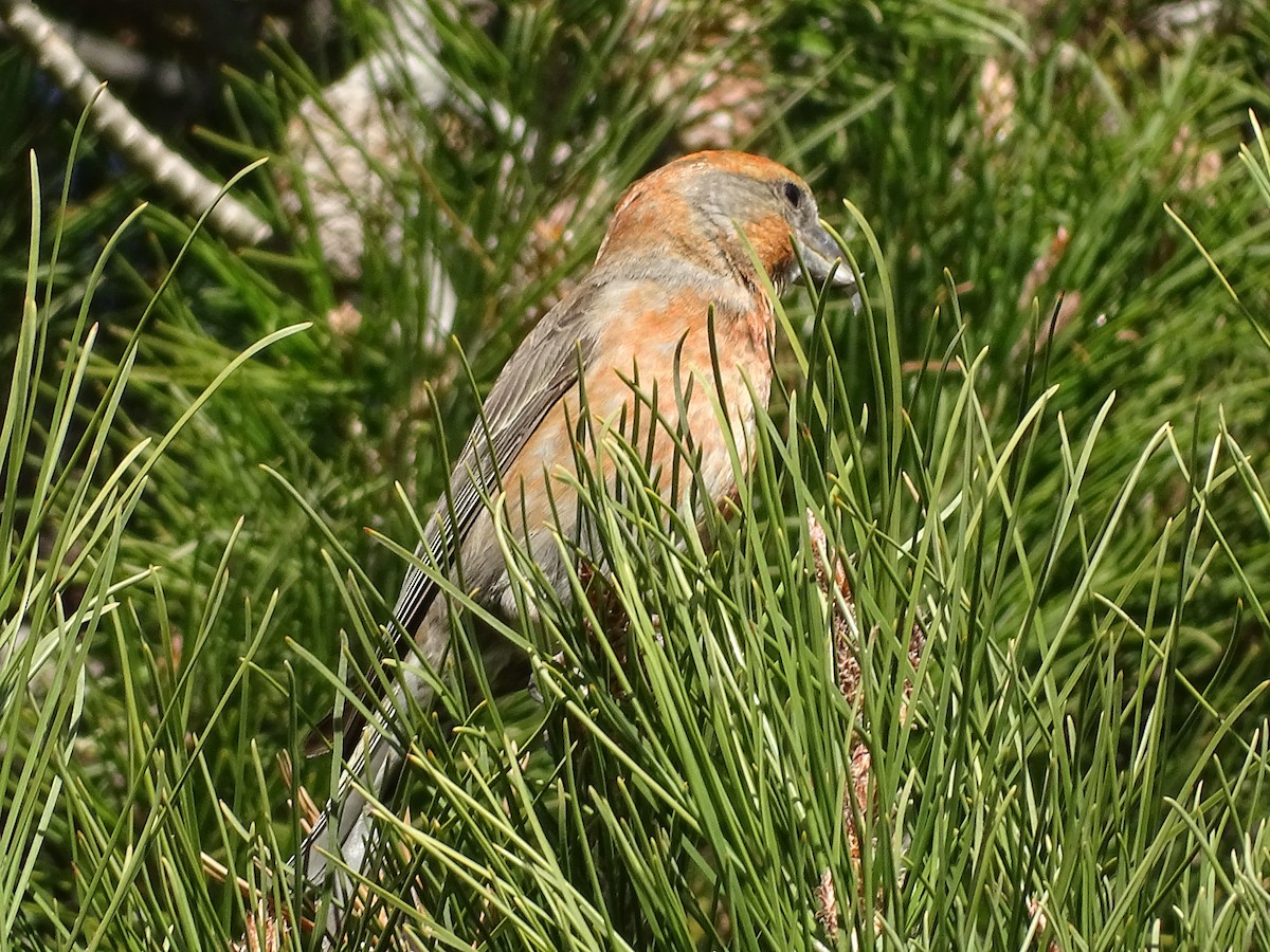Red Crossbill - ML591700361