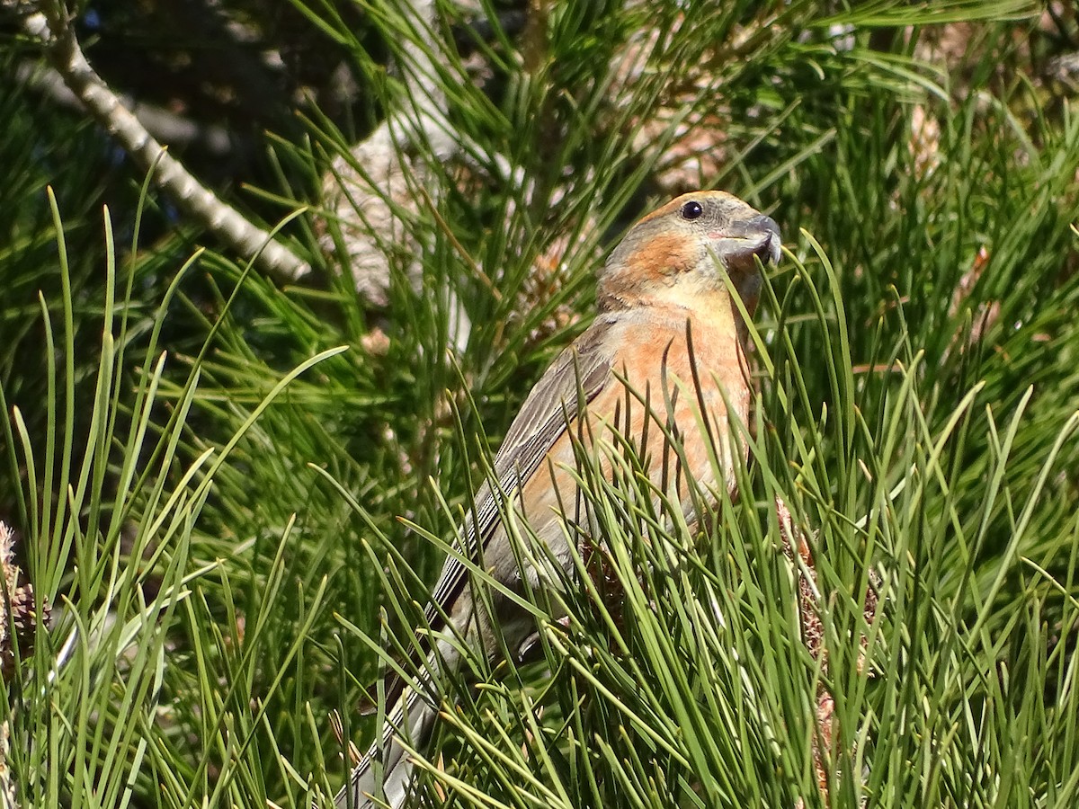 Red Crossbill - ML591700371