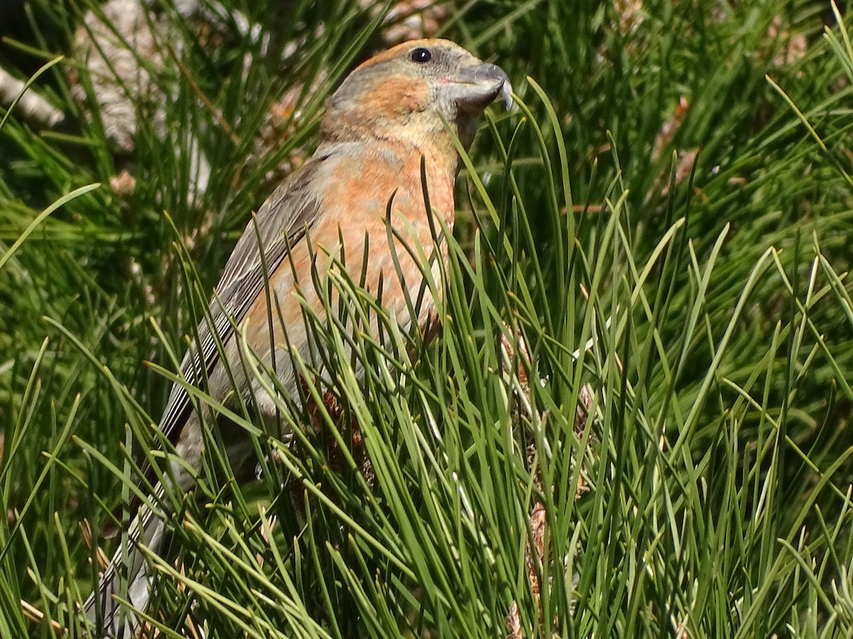 Red Crossbill - ML591700381