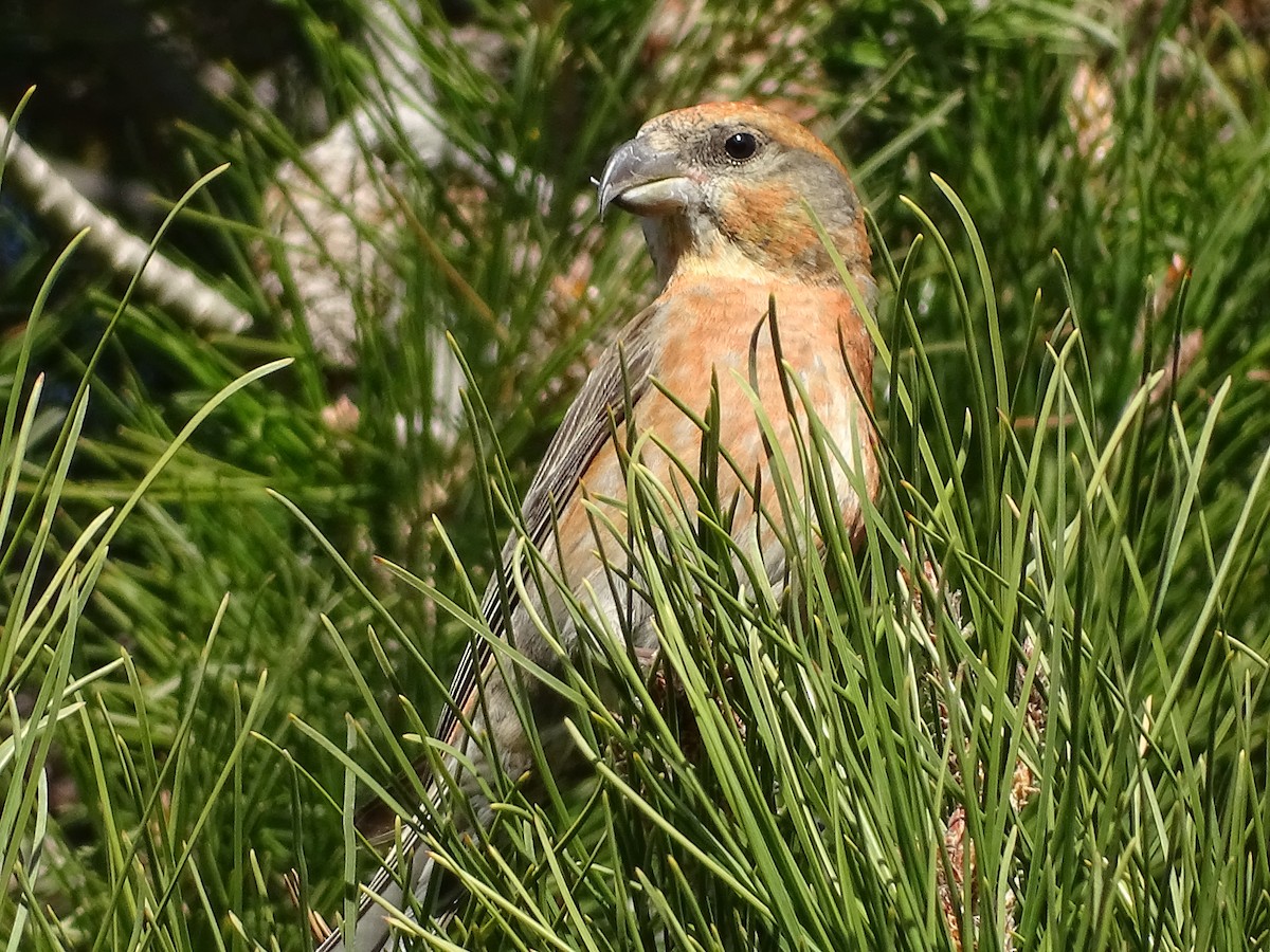 Red Crossbill - ML591700391