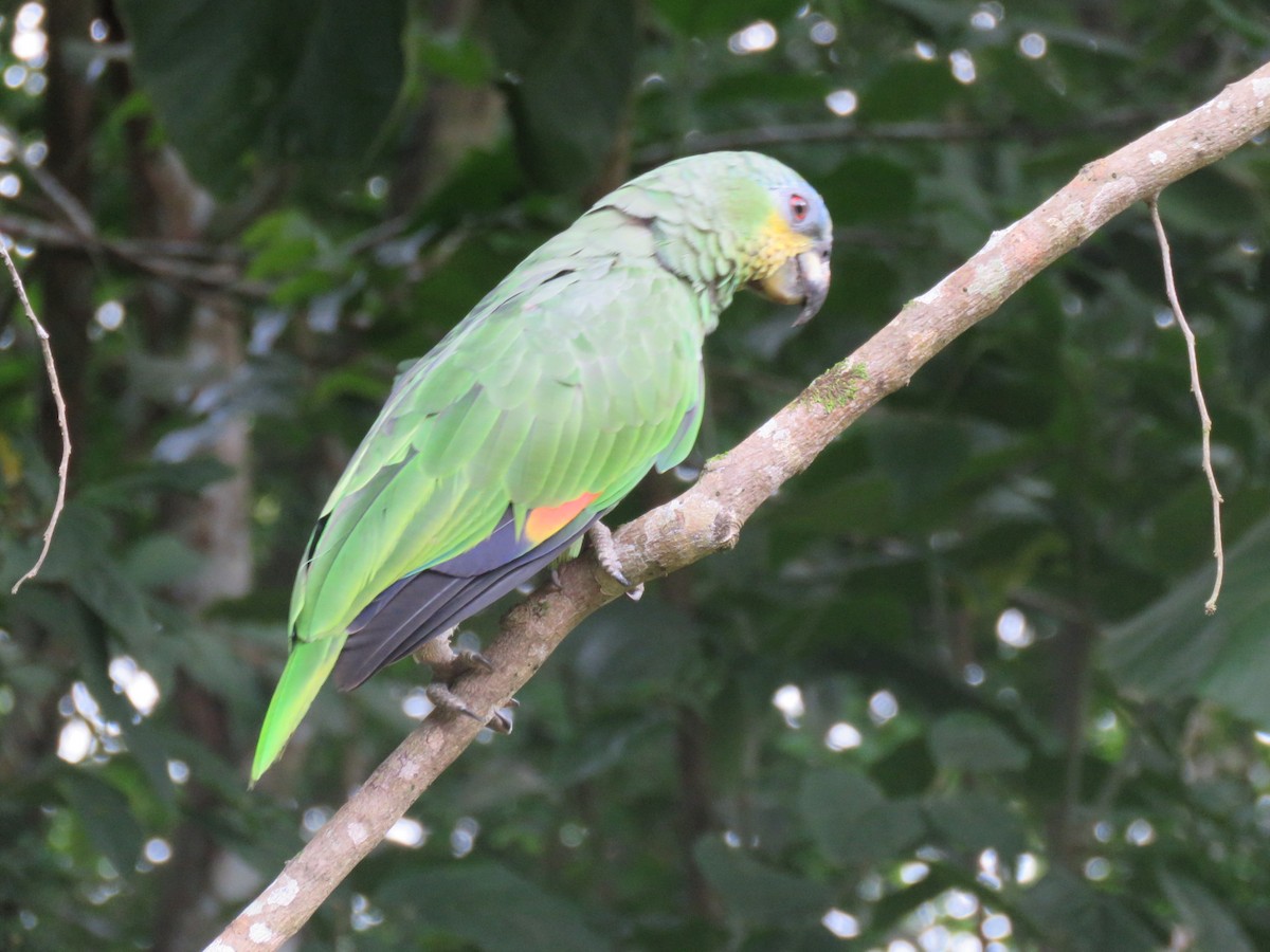 Orange-winged Parrot - ML591700521