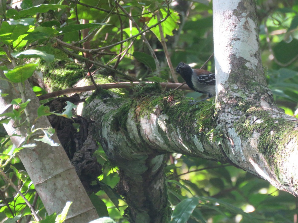 Black-crested Antshrike - ML591700751