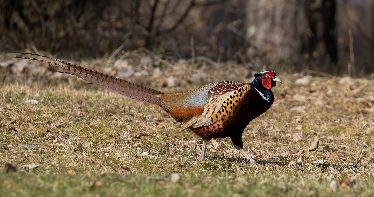 Ring-necked/Green Pheasant - ML591700821