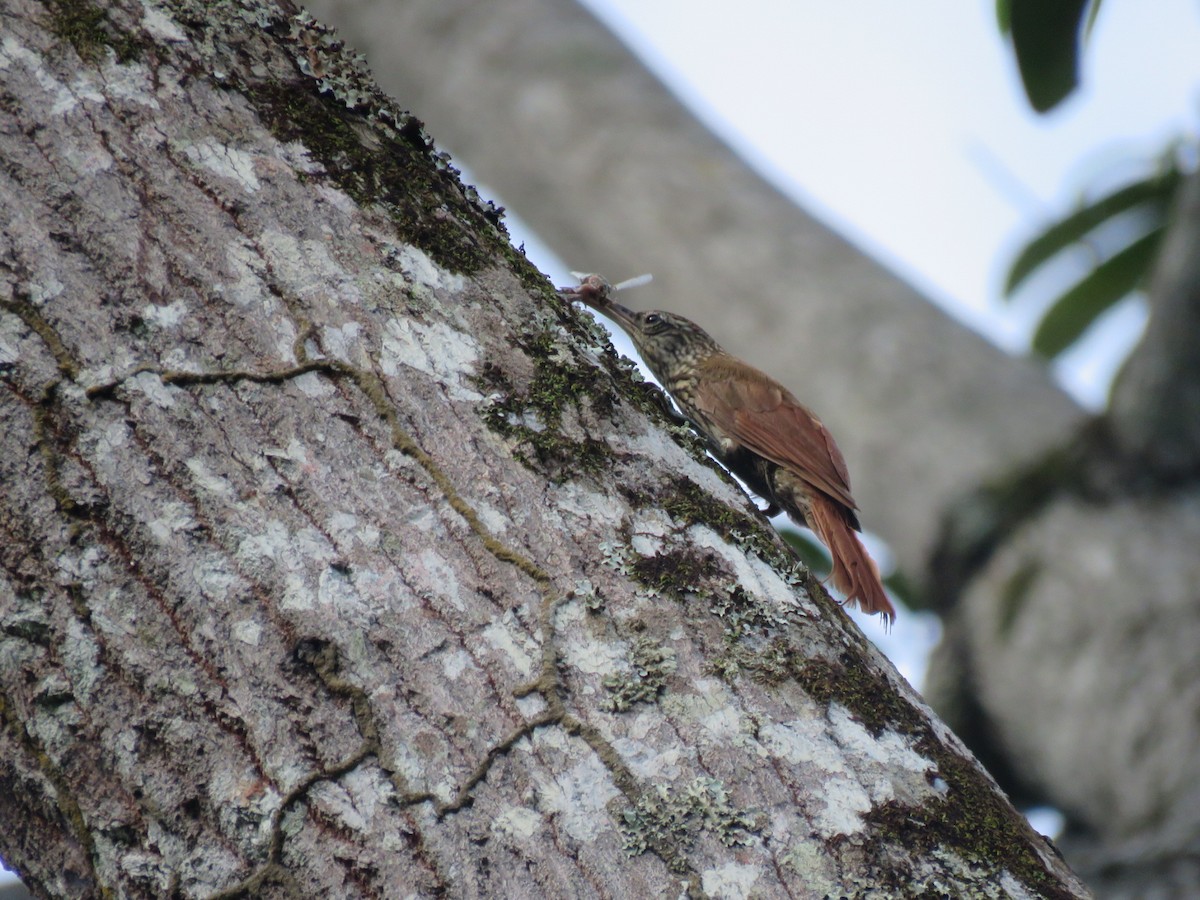 Straight-billed Woodcreeper - ML591701131