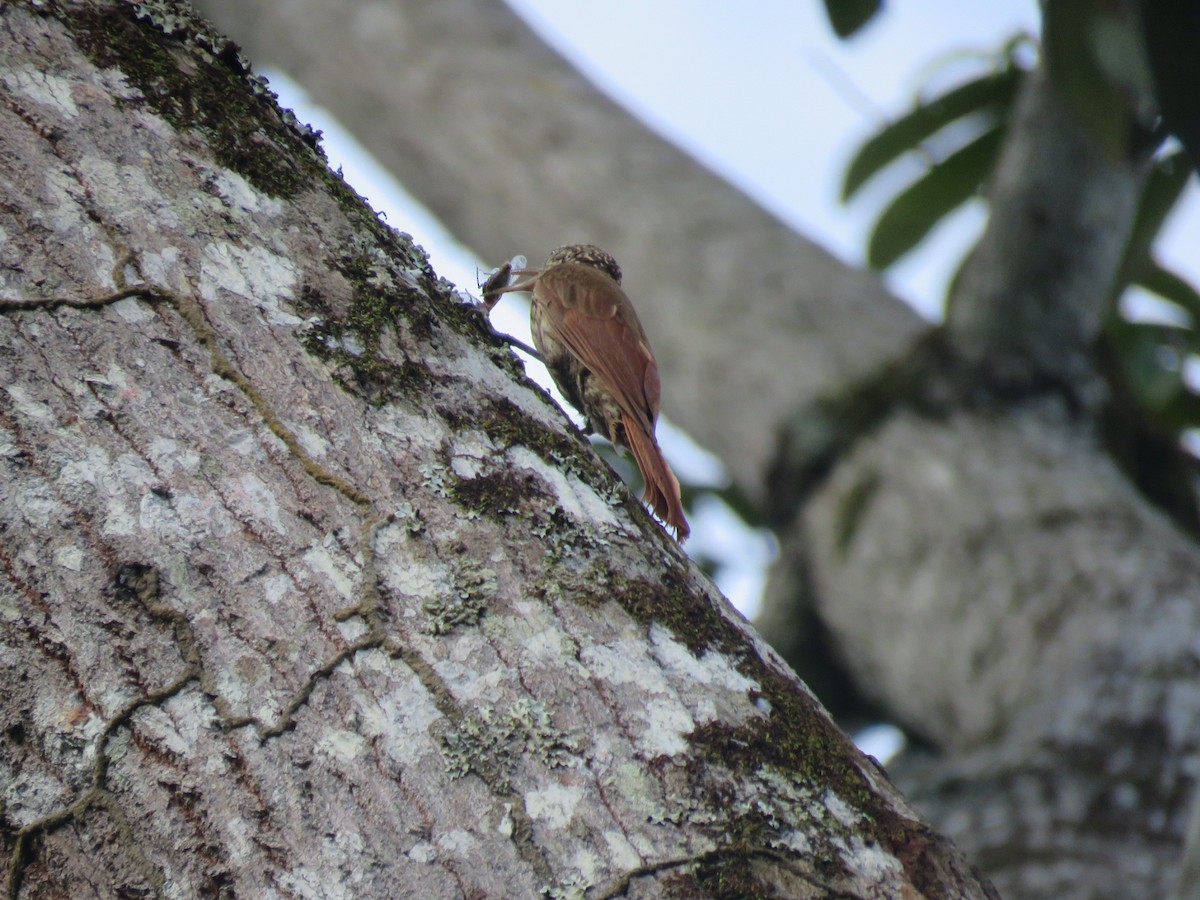 Straight-billed Woodcreeper - ML591701141